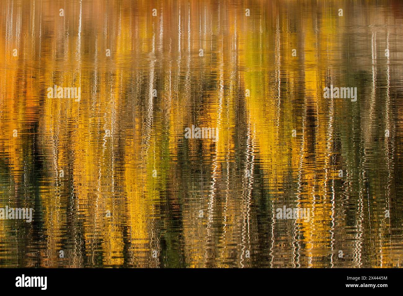 Herbstaspen spiegeln sich auf dem See, Colorado Stockfoto