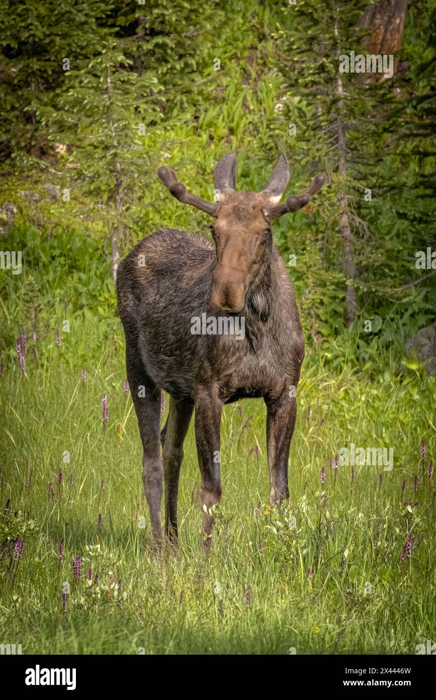 USA, Colorado, Cameron Pass. Bullenmoose Nahaufnahme. Stockfoto