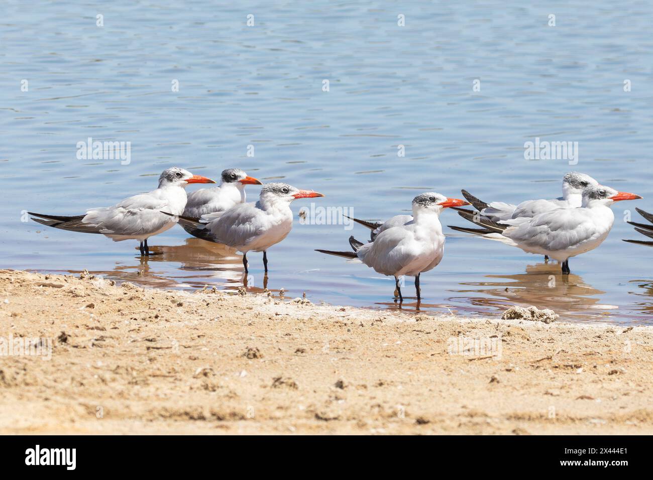 Herde von Kaspischen Terns (Hydroprogne caspia), Kliphoek Salpans, Velddrif, Westküste, Südafrika Stockfoto