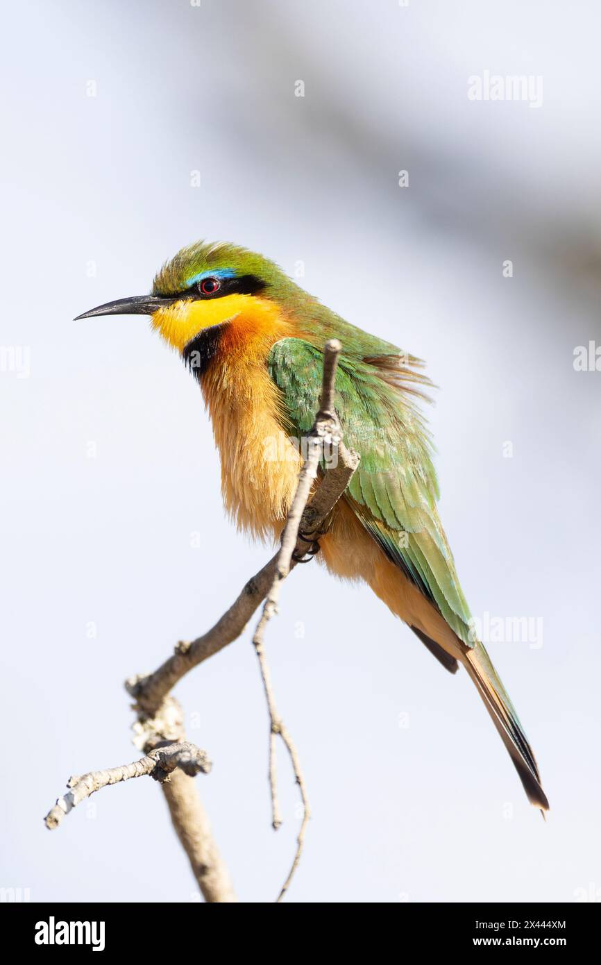 Little Bee-Eater (Merops pusillus) thront in Baum, Limpopo, Südafrika Stockfoto