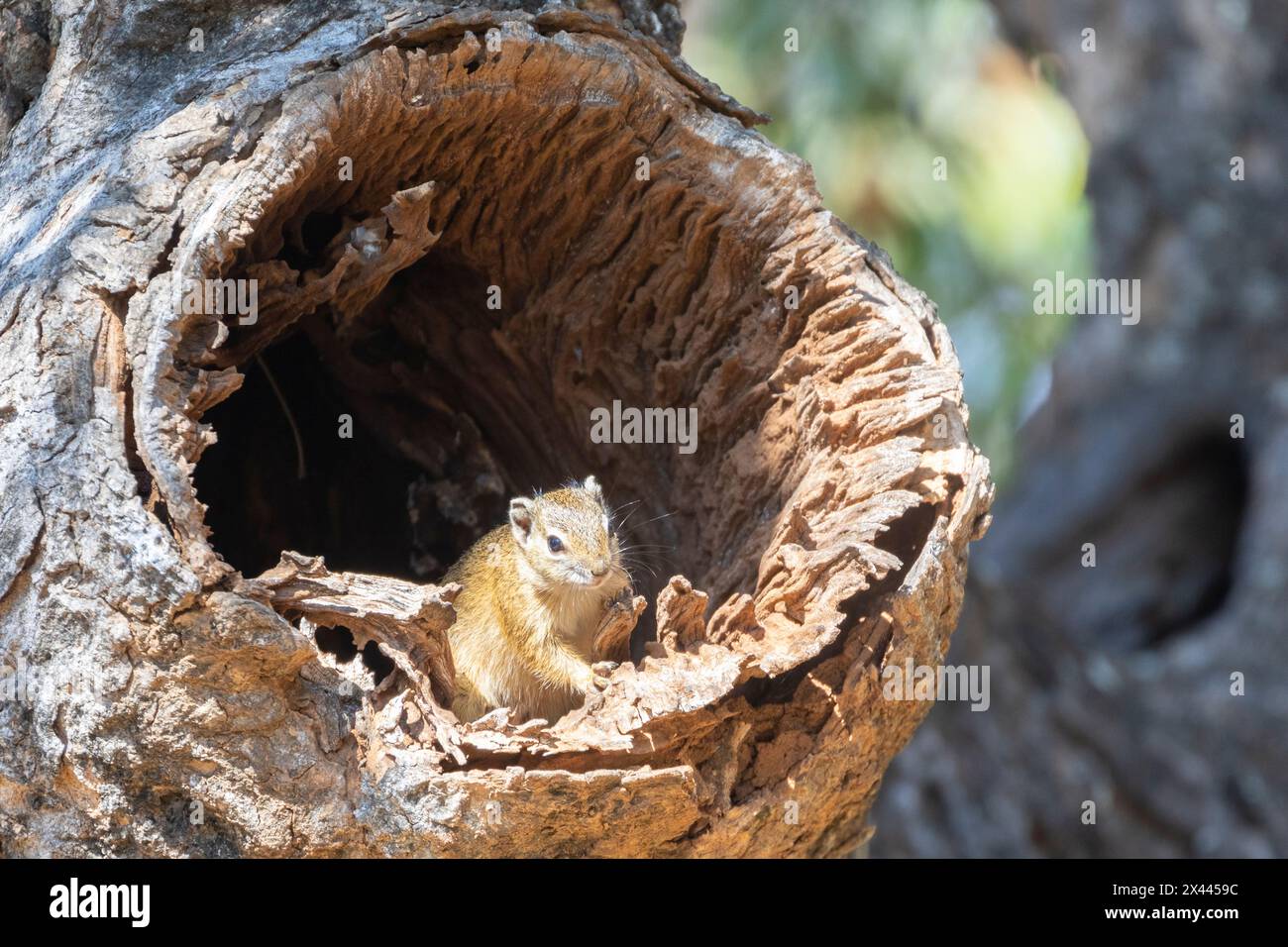 Southern African Tree Eichhörnchen oder Smith's Bush Eichhörnchen (Paraxerus cepapi) in natürlicher Baumhöhle in Laubwäldern, Mpumalanga, Südafrika Stockfoto
