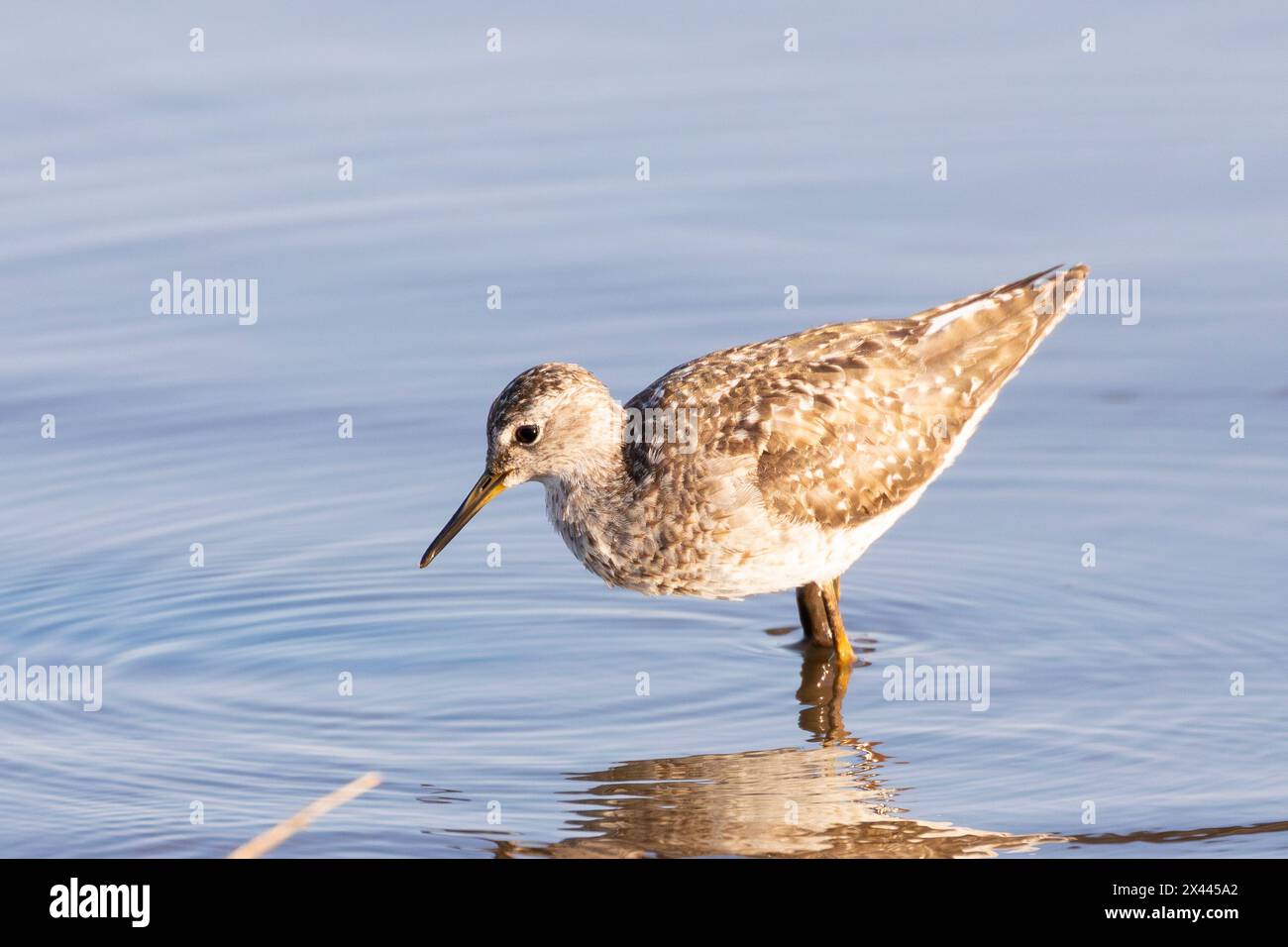Holzsandpiper (Tringa glareola), Sunset Dam, Kruger National Park, Limpopo, Südafrika beim Waten im seichten Wasser bei Sonnenaufgang Stockfoto