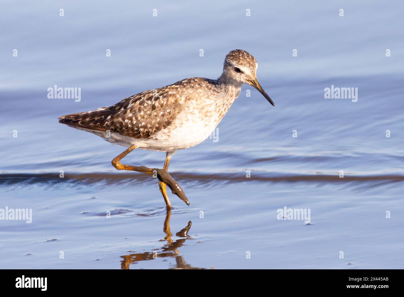 Holzsandpiper (Tringa glareola), Sunset Dam, Kruger National Park, Limpopo, Südafrika beim Waten im seichten Wasser bei Sonnenaufgang Stockfoto
