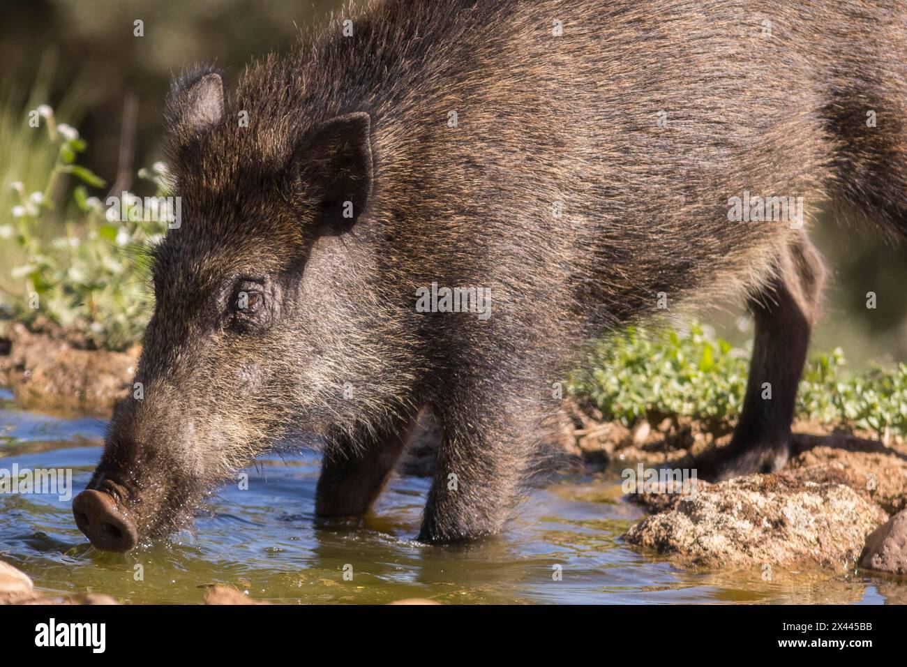 Wildschwein (Sus scrofa) an der Trinkrinne, Extremadura, Castilla La Mancha, Spanien Stockfoto
