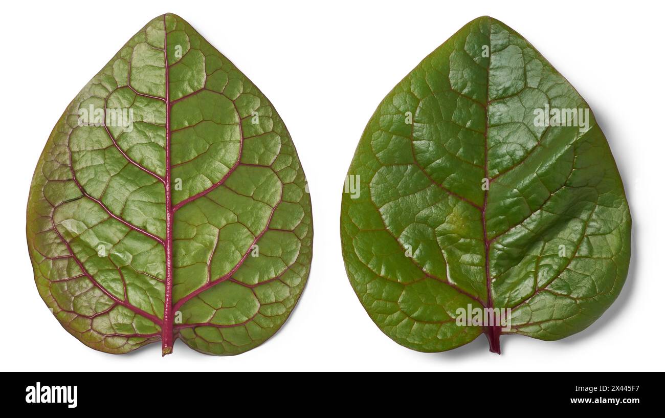 malabar Spinatpflanze hinterlässt isolierten weißen Hintergrund, ceylon, indischer Spinat oder Weinspinat, Basella alba tropische medizinische Kräuterrebe Blattwerk Nahaufnahme Stockfoto