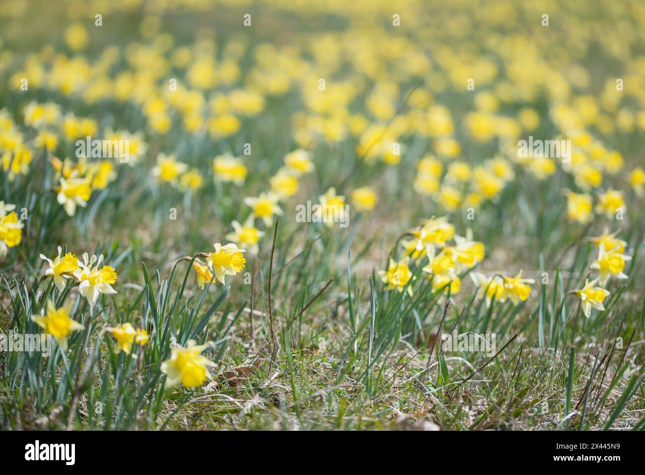 Narzissen (Narcissus pseudonarcissus) Wilde Narzissen-Wiese, Nationalpark Eifel, Nordrhein-Westfalen, Deutschland Stockfoto