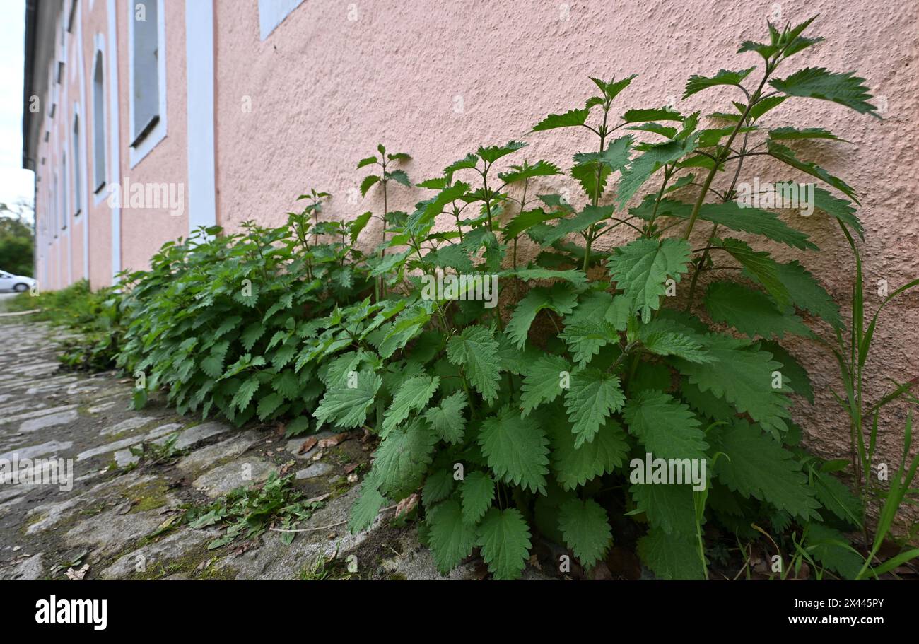 29. April 2024, Thüringen, Weimar: Unkraut wächst im Haus der Frau von Stein in der Weimarer Innenstadt. Charlotte von Stein (1742–1827), die Freundin des Dichterprinzen Goethe, lebte einst im barocken Gebäude. Ein Rechtsstreit zwischen der Stadt Weimar und einem Investor tobt seit mehreren Jahren um das Haus. Foto: Martin Schutt/dpa Stockfoto