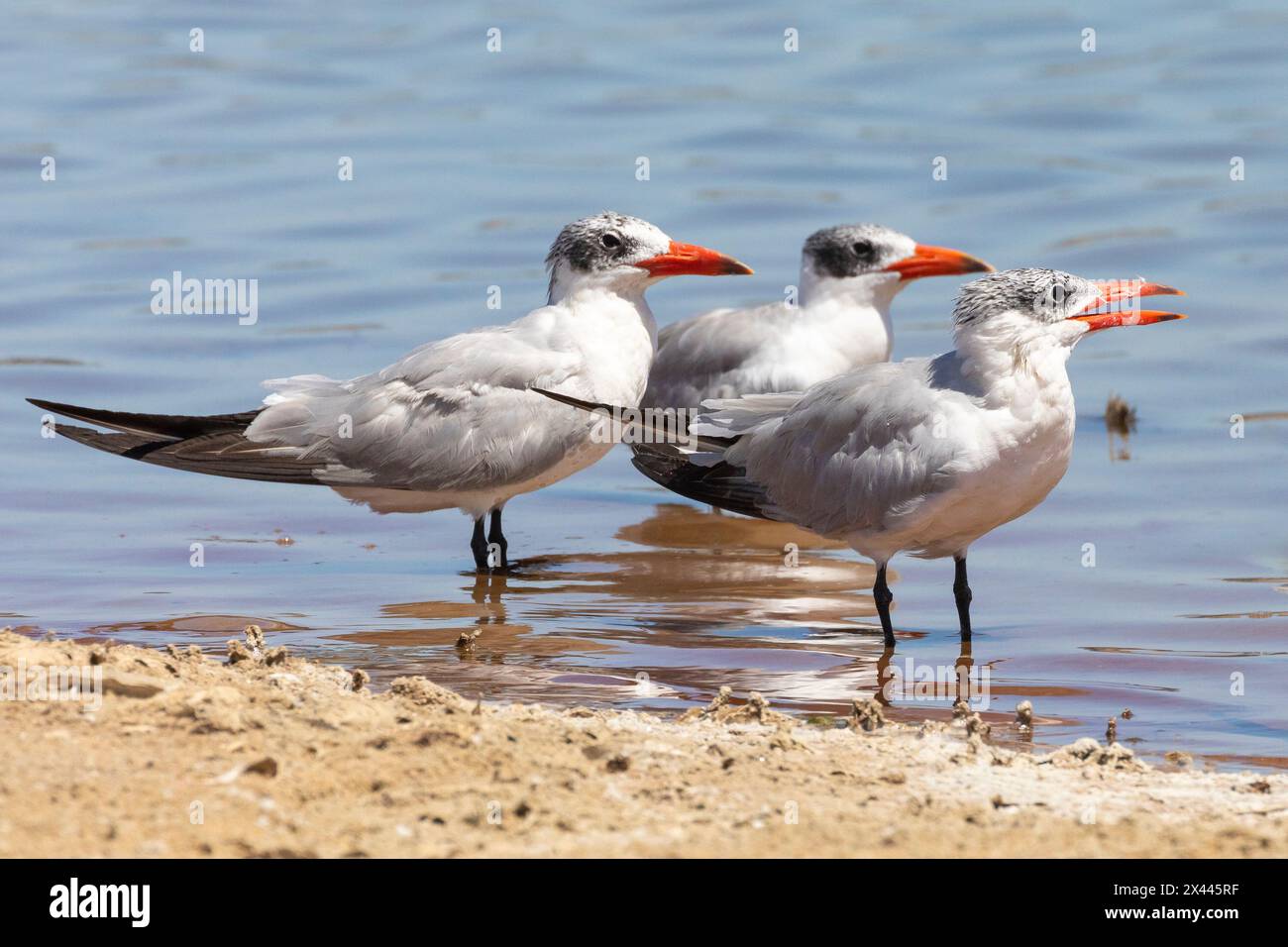 Kaspische Terns (Hydroprogne caspia), Kliphoek Salpans, Velddrif, Westküste, Südafrika Stockfoto