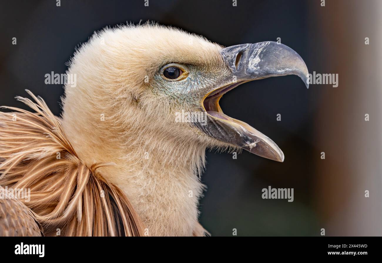 Gänsegeier (Gyps fulvus), Geier, Aas Stockfoto