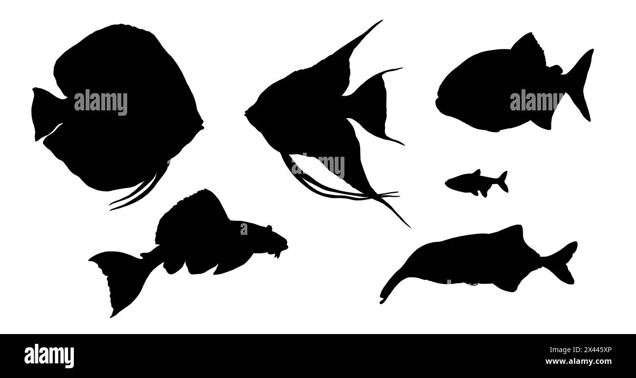 Silhouettenzeichnung mit südamerikanischen Fischen. Illustration mit Amazonas Flussfischen. Stockfoto