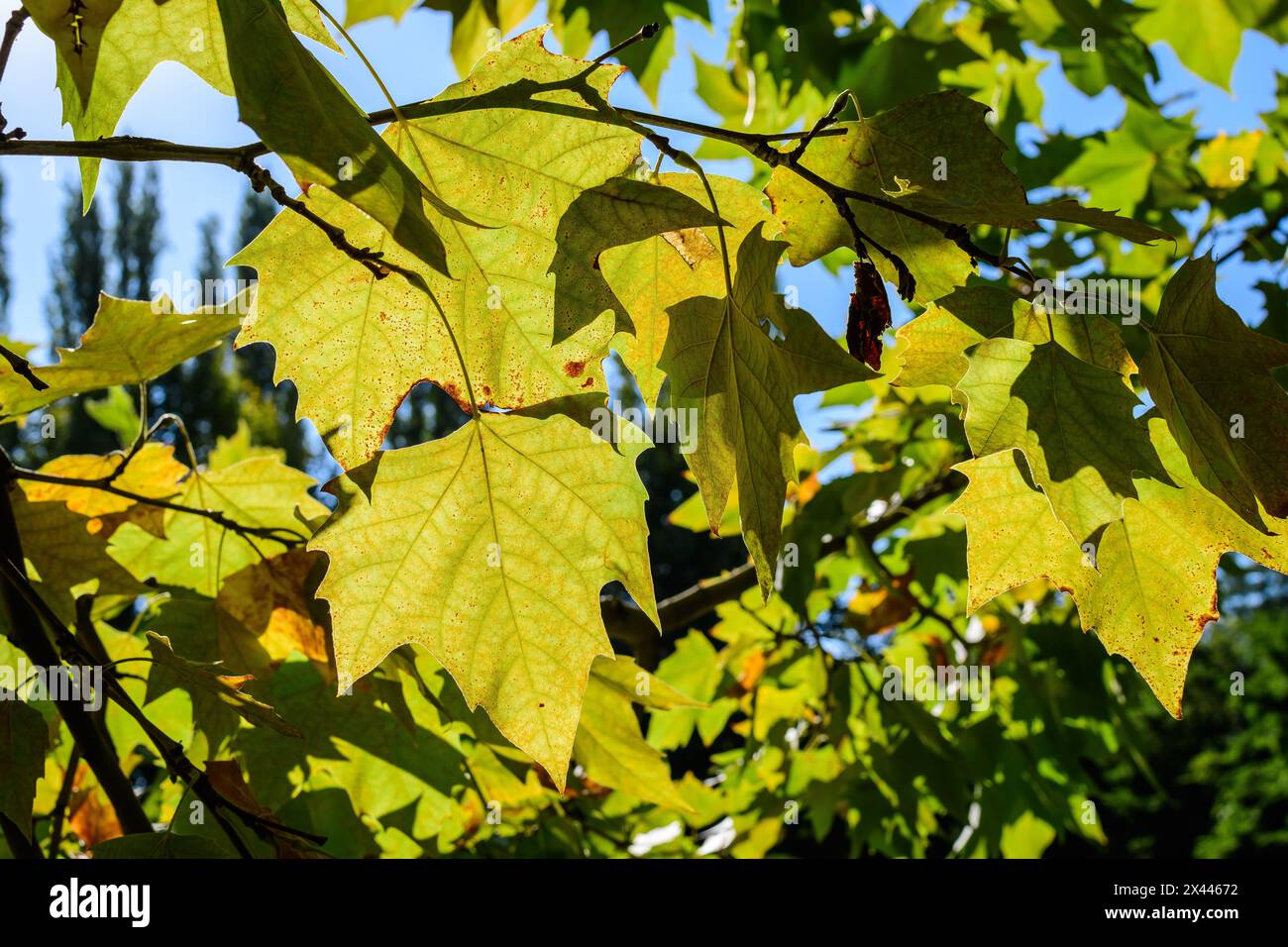 Zweig mit frischen, leuchtend grünen Blättern des Platanus oder Platanen-Baumwipfel klaren Himmel in einem Garten in einem sonnigen Herbsttag, schöne Outdoor monochromen Backgr Stockfoto Zweig mit frischen, leuchtend grünen Blättern des Platanus oder Platanen-Baumwipfel klaren Himmel in einem Garten in einem sonnigen Herbsttag, schöne Outdoor monochromen Backgr Stockfoto