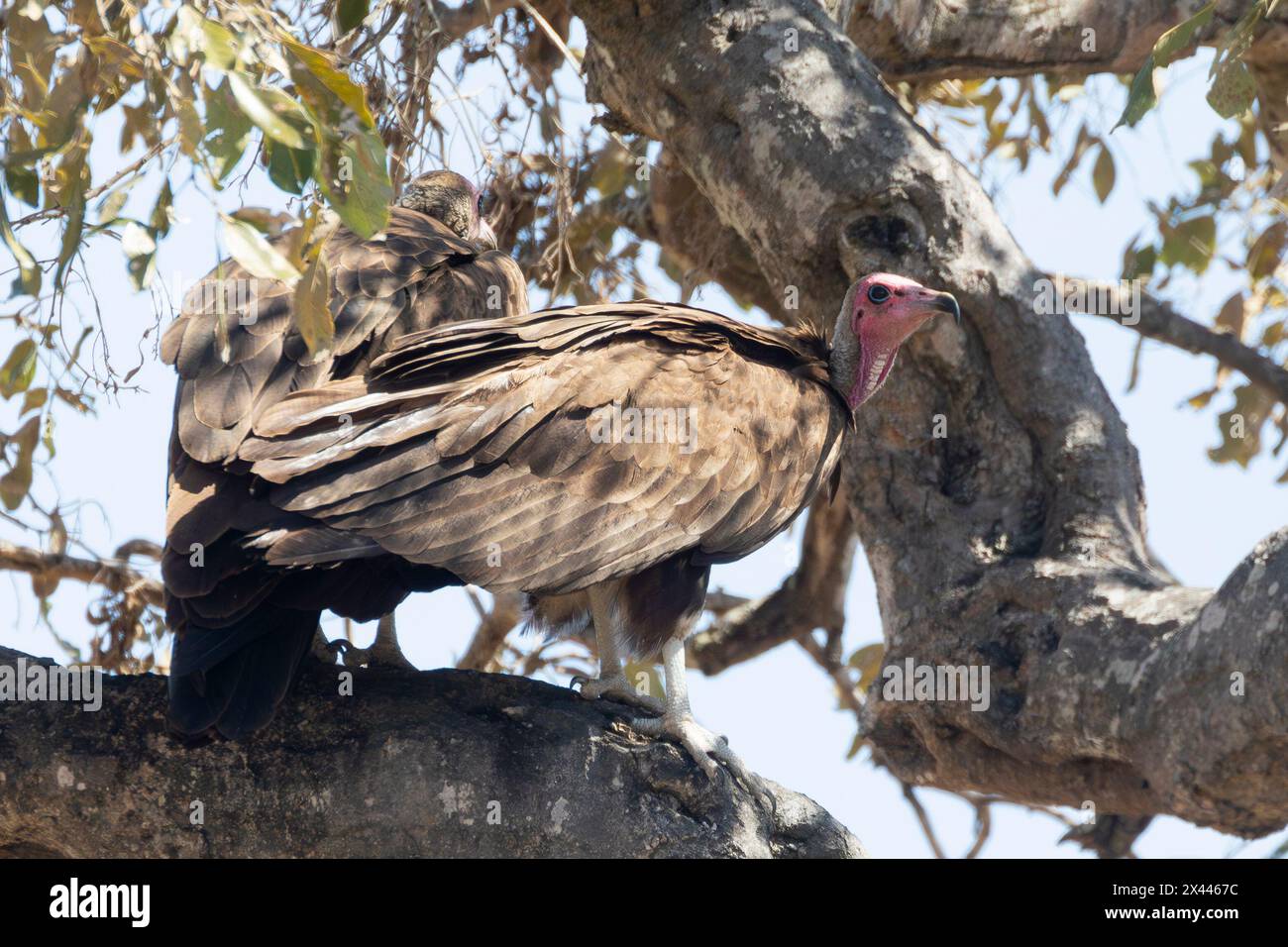 Kapuzengeier (Necrosyrtes monachus) mit roter Gesichtshaut, Kruger-Nationalpark, Südafrika. Als kritisch gefährdeter Vogel Stockfoto