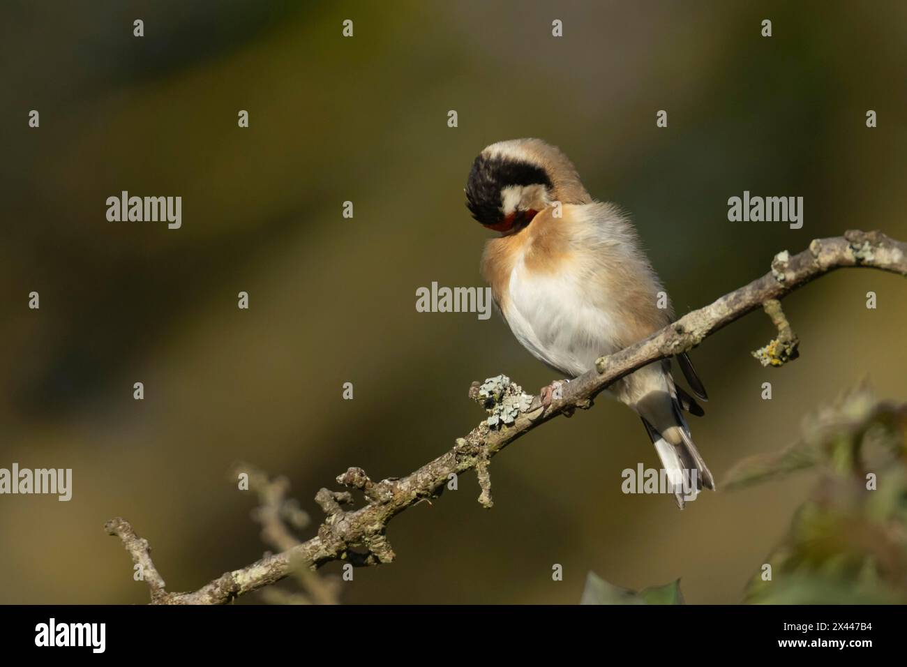 Europäischer Goldfink (Carduelis carduelis), erwachsener Vogel, der auf einem Baumzweig vorkommt, England, Vereinigtes Königreich Stockfoto