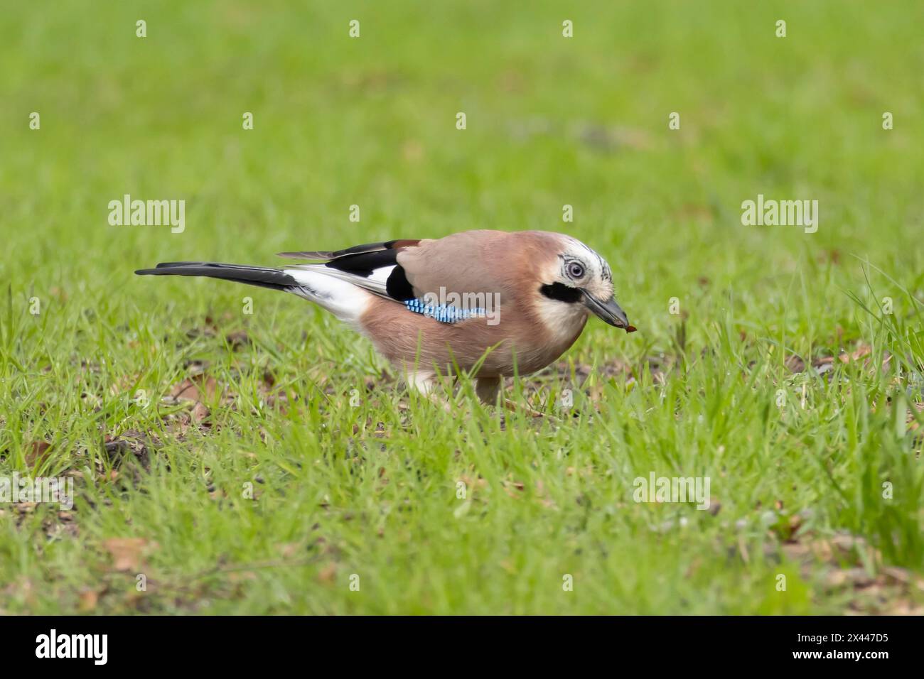 Eurasian jay (Garrulus glandarius) Erwachsene Vögel, die auf einem Gartenrasen füttern, England, Vereinigtes Königreich Stockfoto Eurasian jay (Garrulus glandarius) Erwachsene Vögel, die auf einem Gartenrasen füttern, England, Vereinigtes Königreich Stockfoto