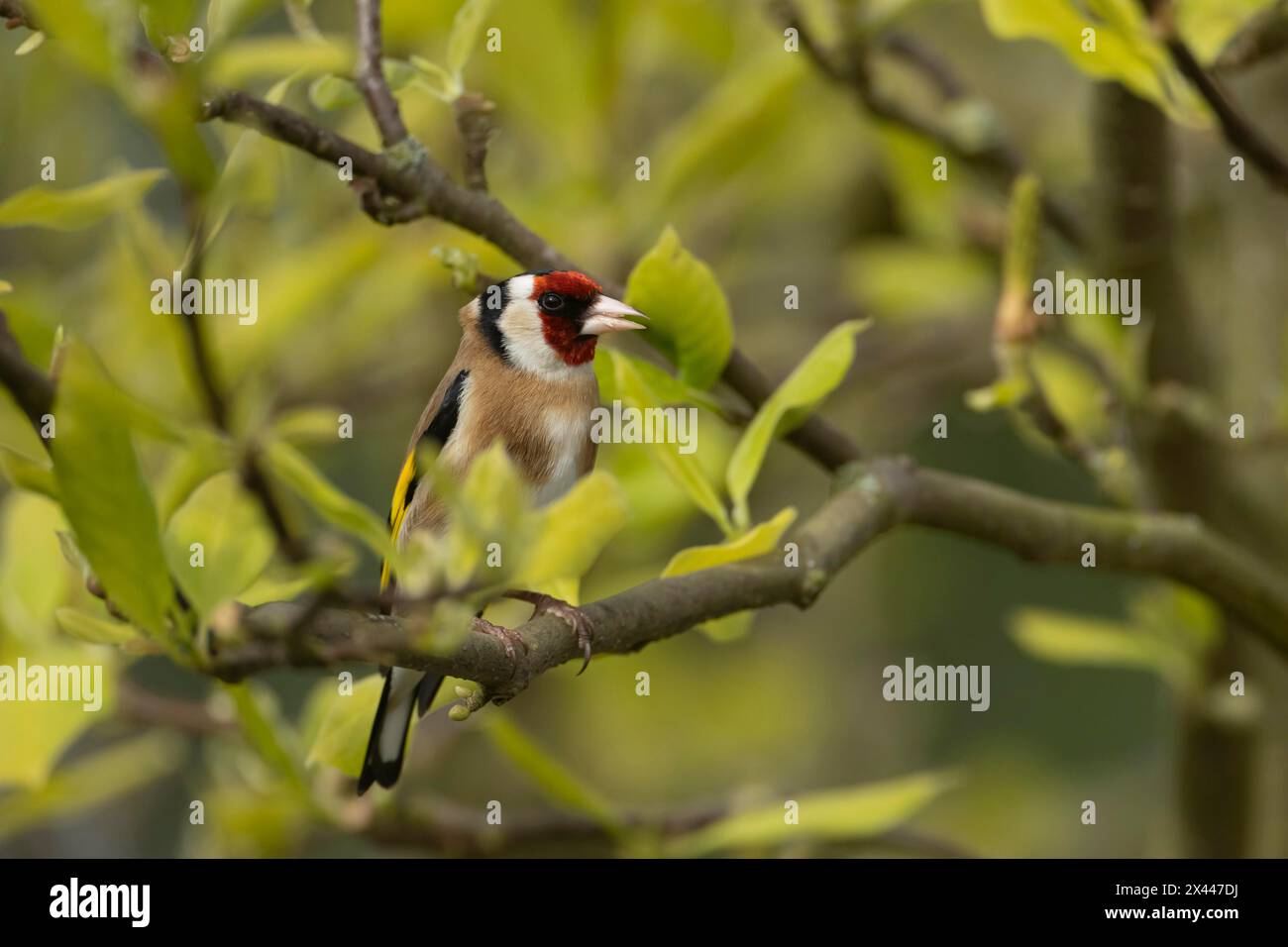 Europäischer Goldfink (Carduelis carduelis), erwachsener Vogel, der auf einem Magnolienbaum singt, England, Vereinigtes Königreich Stockfoto