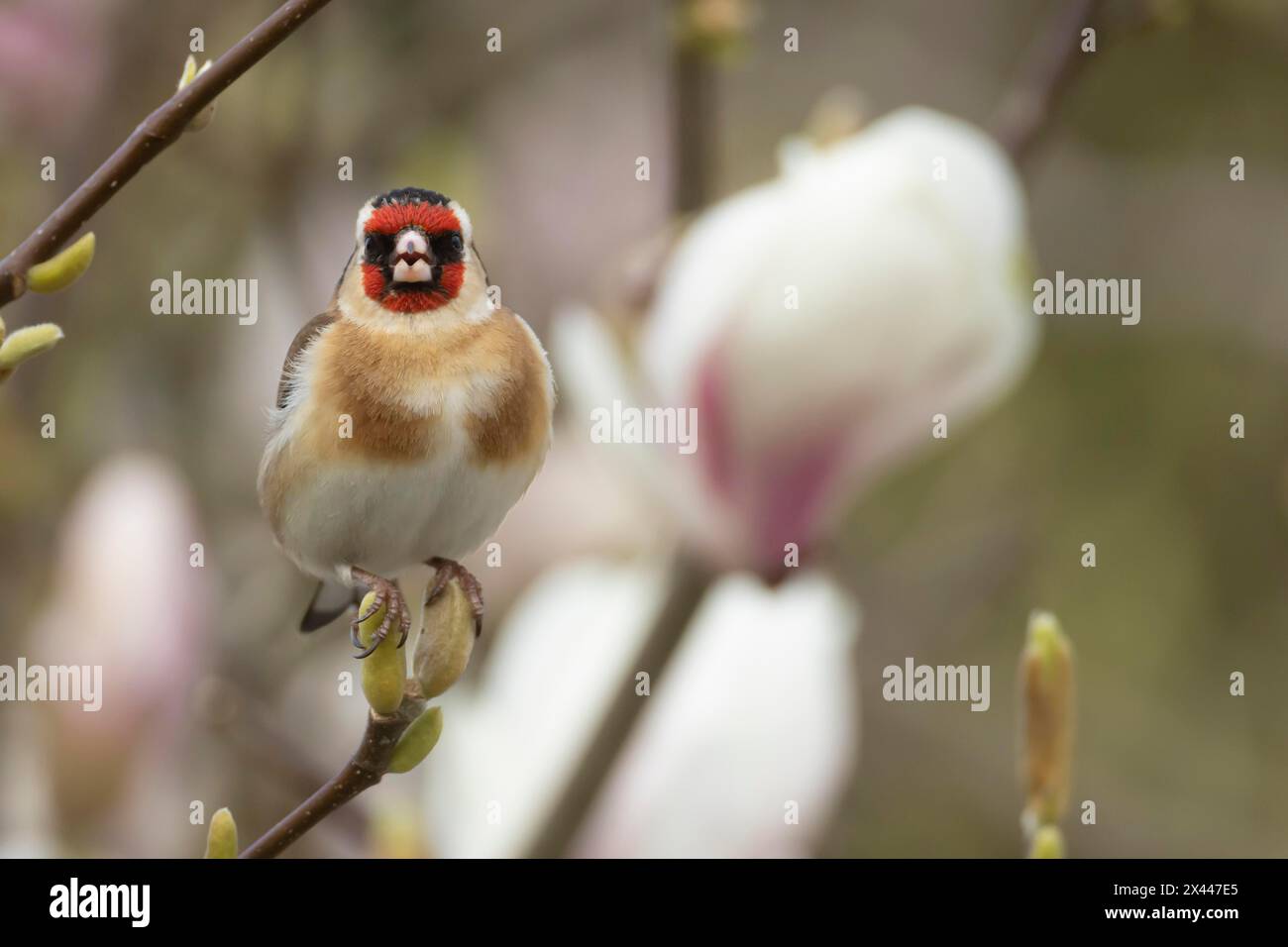 Europäischer Goldfink (Carduelis carduelis), erwachsener Vogel, der im Frühjahr auf einem Garten-Magnolienbaum singt, England, Vereinigtes Königreich Stockfoto