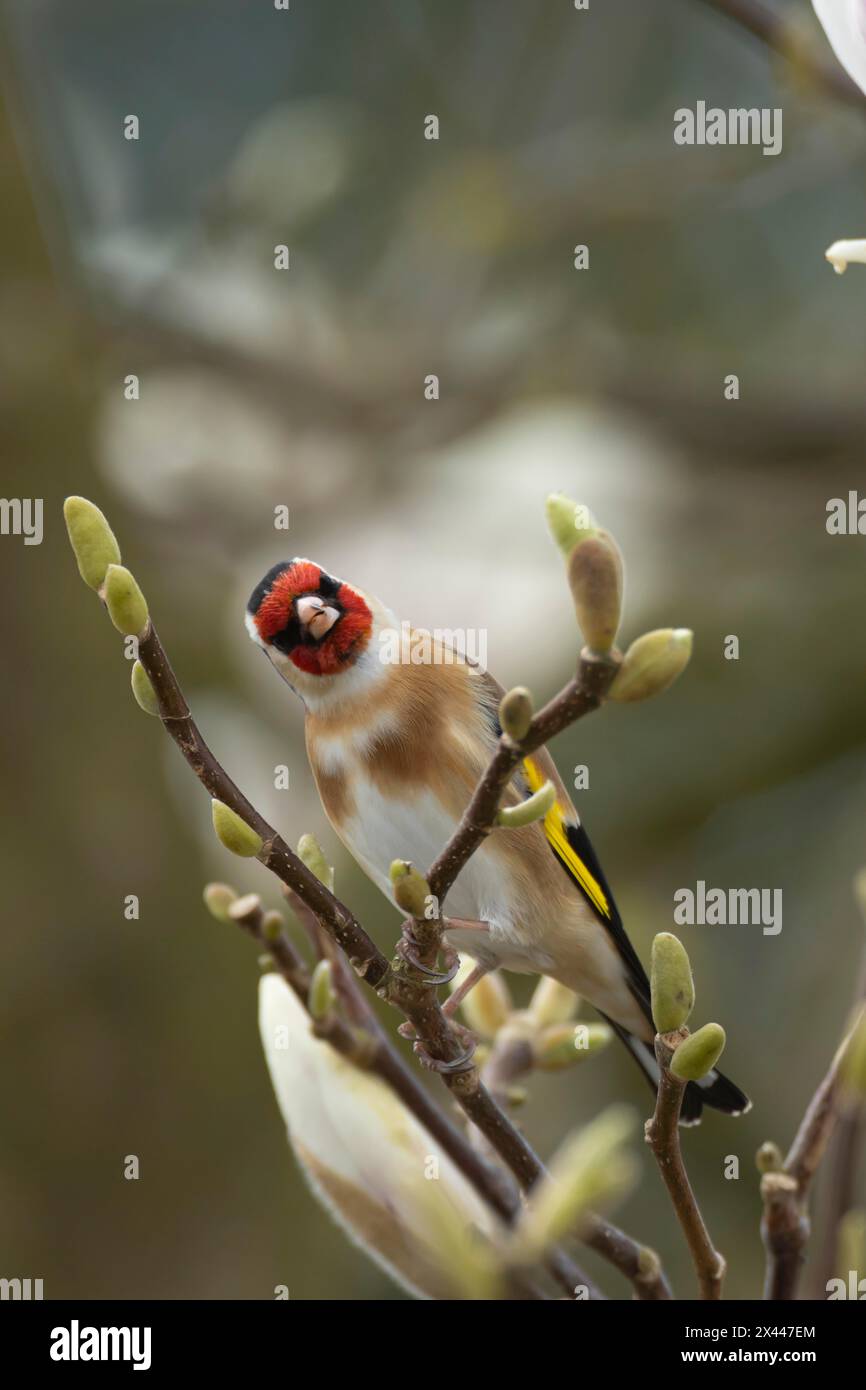 Europäischer Goldfink (Carduelis carduelis), erwachsener Vogel, der im Frühjahr auf einem Garten-Magnolienbaum singt, England, Vereinigtes Königreich Stockfoto