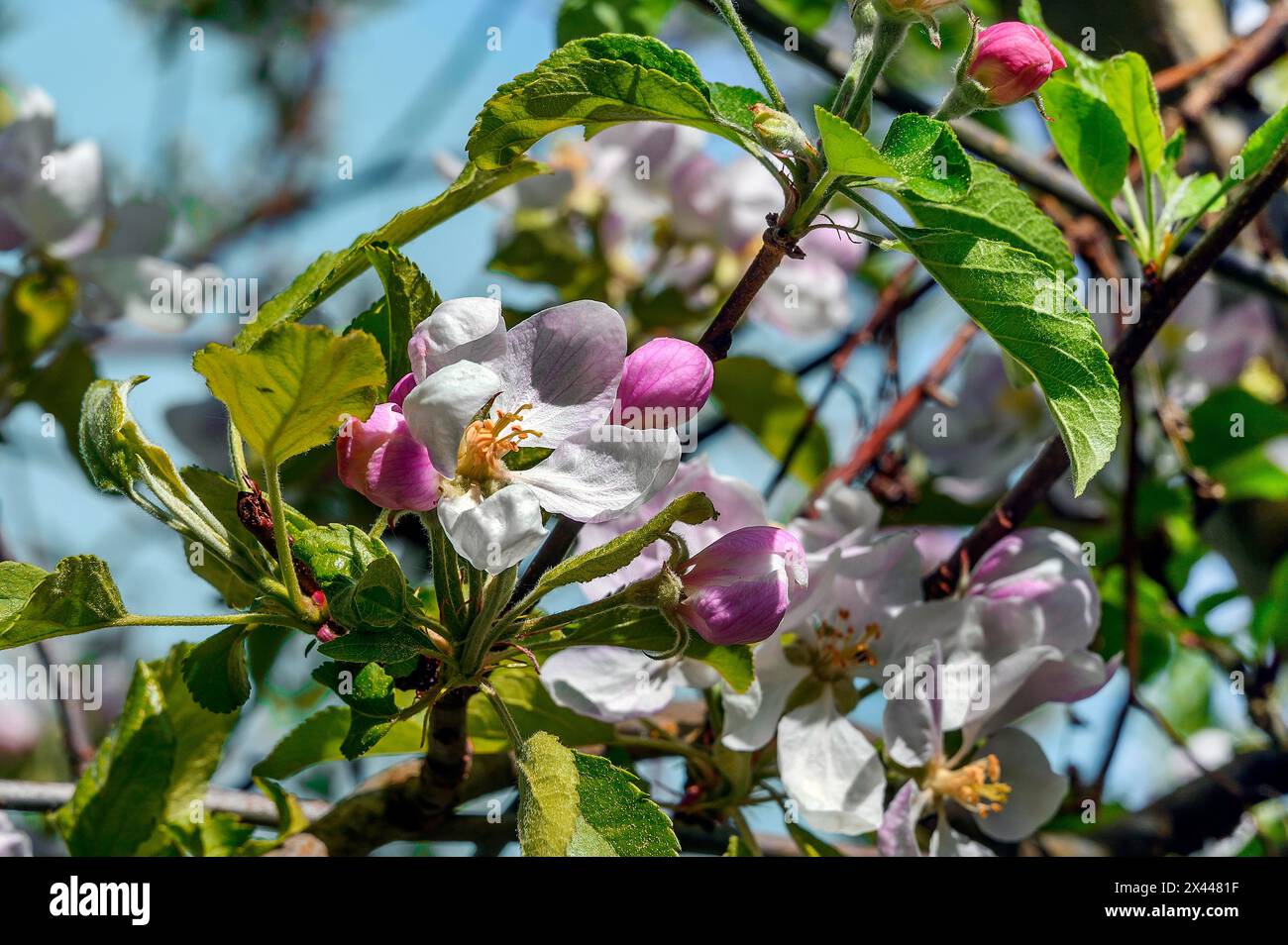 Apfelblüten, Allgäuer, Schwaben, Bayern, Deutschland Stockfoto