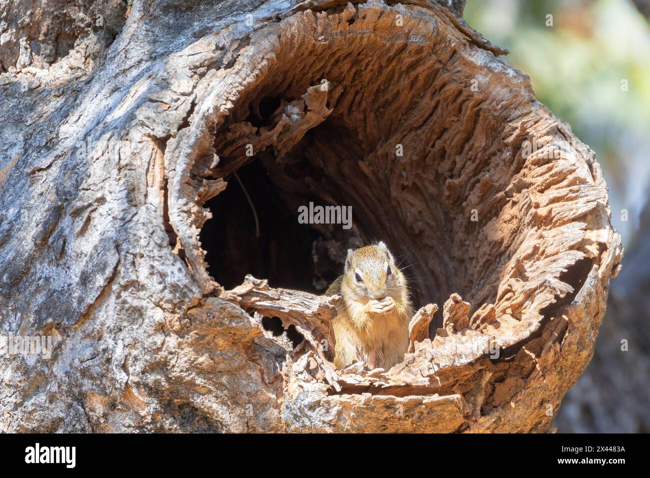 Southern African Tree Eichhörnchen oder Smith's Bush Eichhörnchen (Paraxerus cepapi) in natürlichen Baumhöhlen in Laubwäldern Stockfoto