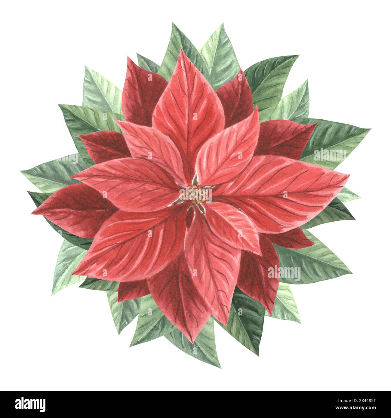 Rote Weihnachtsstern. Traditionelle Weihnachtspflanzen im Vintage-Stil.  Hand gezeichnet Aquarell Illustration Urlaub Design isolierte Vorlage fr  Einladung, gr Stockfotografie - Alamy