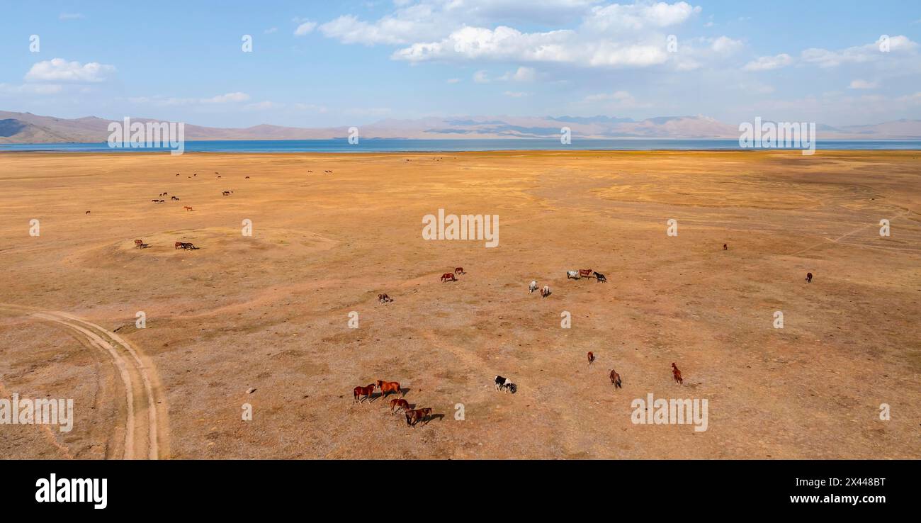 Pferdeherde, Blick aus der Luft, riesige leere Landschaft am Bergsee Song Kul im Herbst, Moldo Too Mountains, Naryn Region, Kirgisistan Stockfoto