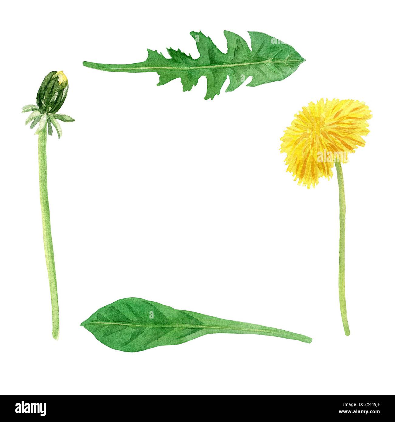 Quadratischer Rahmen mit Löwenzahn. Handgezeichnete Illustration mit Aquarell. Botanisches Etikett, Einladung, einfacher Blumenrahmen auf weißem Hintergrund. Stockfoto