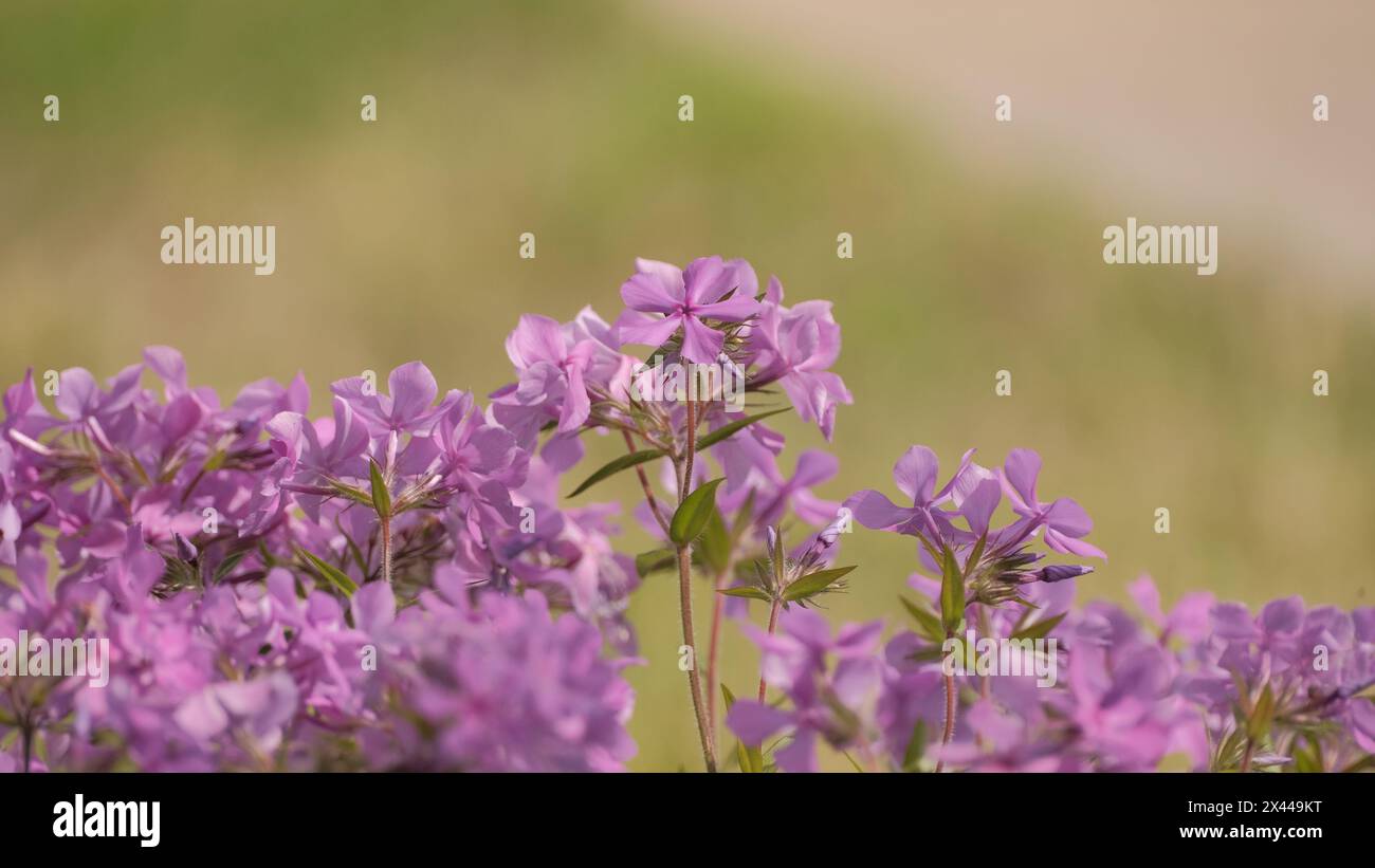 Garten Phlox paniculata, kriechender Phlox subulata, auch bekannt als  Moosphlox Stockfotografie - Alamy