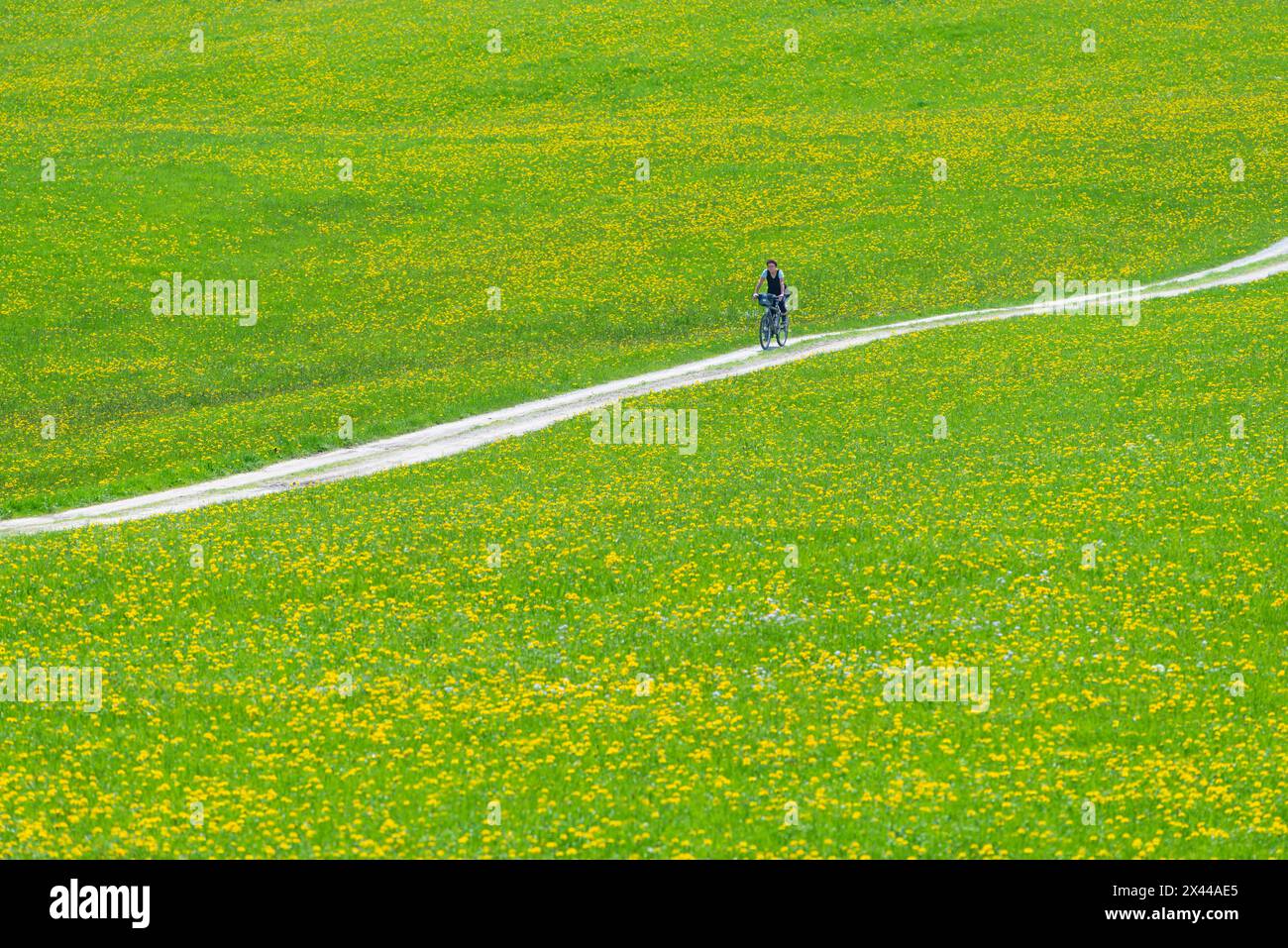 Frau (60-65), die durch einen gewöhnlichen Löwenzahn radelt (Taraxacum Sekt Ruderalia) im Frühjahr, Wiese bei Hopfensee, Ostallgaeu, Allgaeu, Bayern, Deutschland Stockfoto