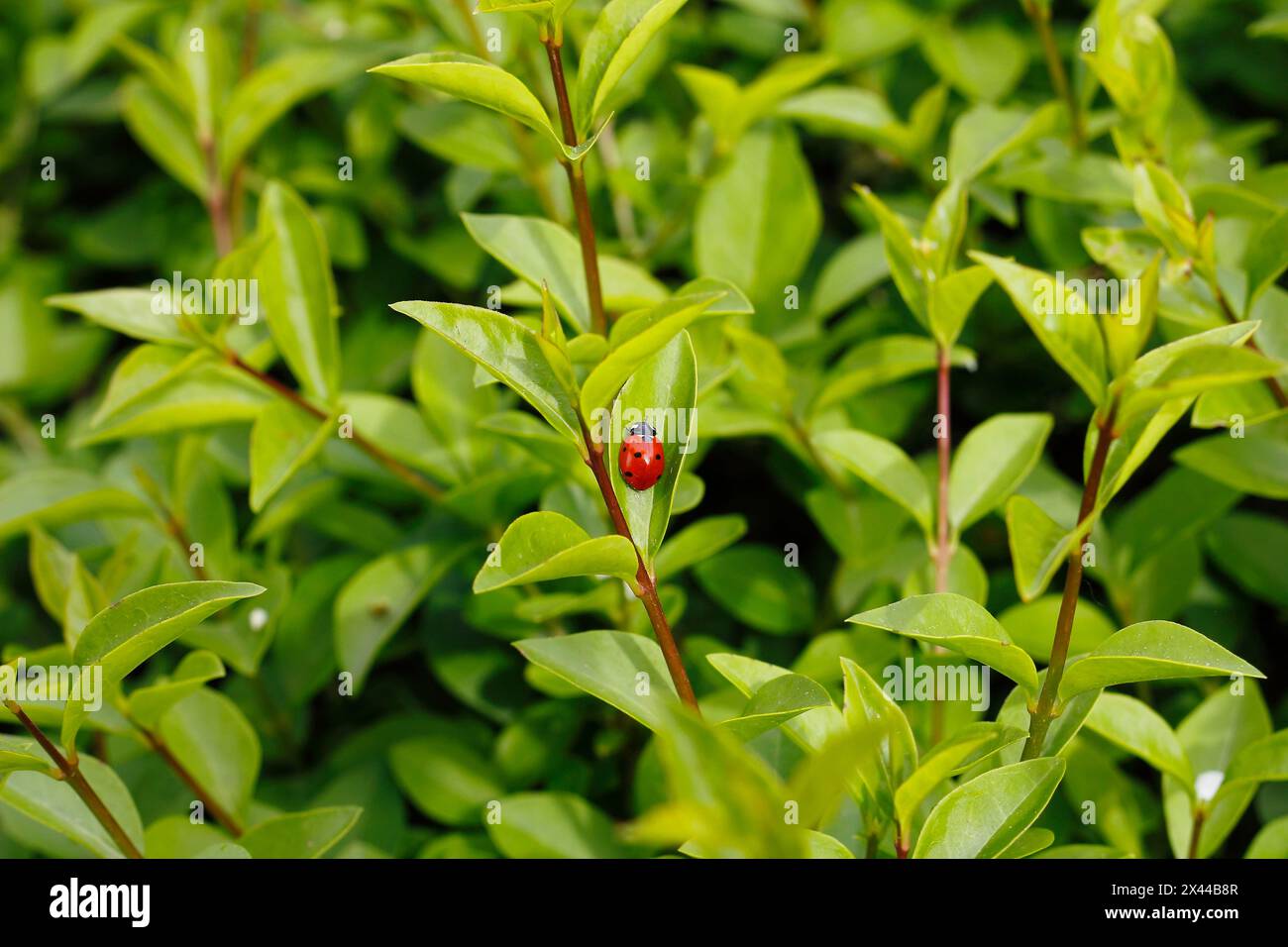 Sieben-spott-Marienkäfer (Coccinella septempunctata), Nordrhein-Westfalen, Deutschland Stockfoto