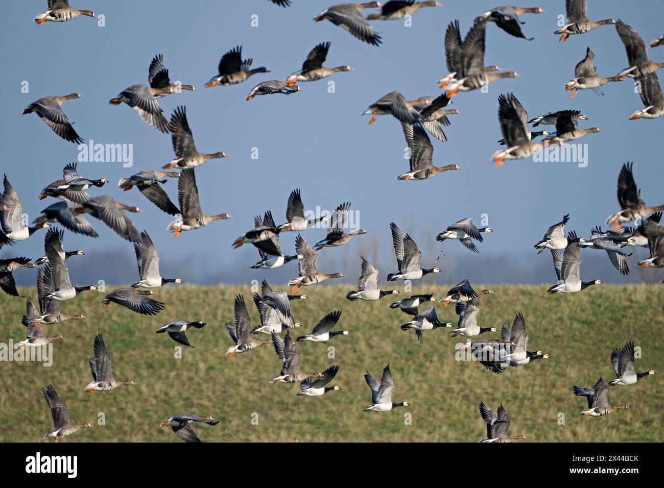 Großgans (Anser albifrons) und Nonnengans (Branta leucopsis), abfliegende Gänseherde, Bislicher Insel, Xanten, Niederrhein Stockfoto