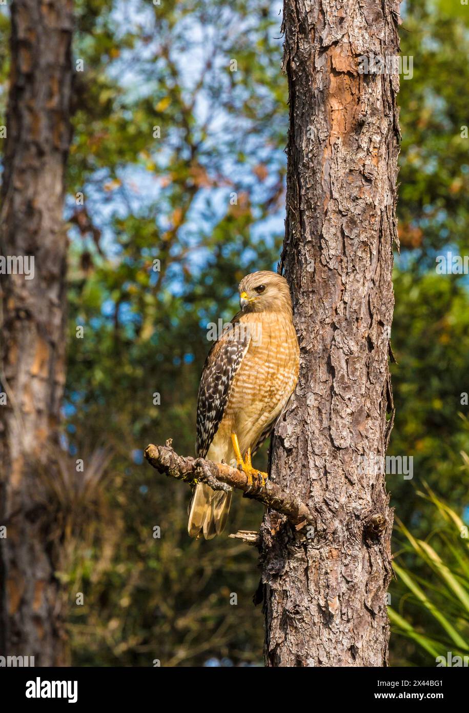 Ein hoch sitzender Falke mit roten Schultern in Südflorida. Stockfoto