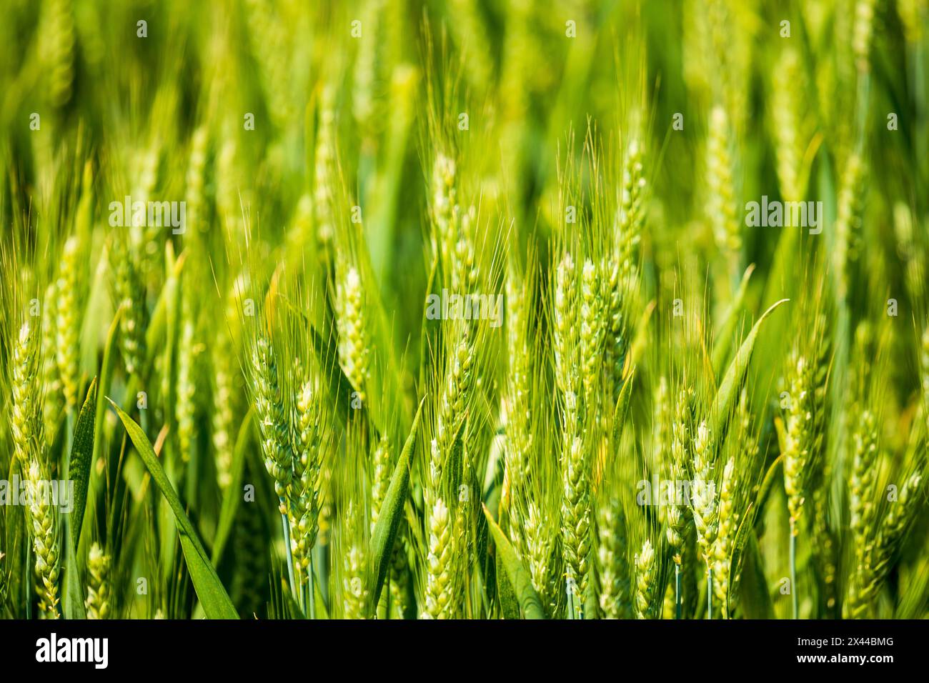 USA, Idaho, Genesee. Grüne Weizenfelder. Stockfoto