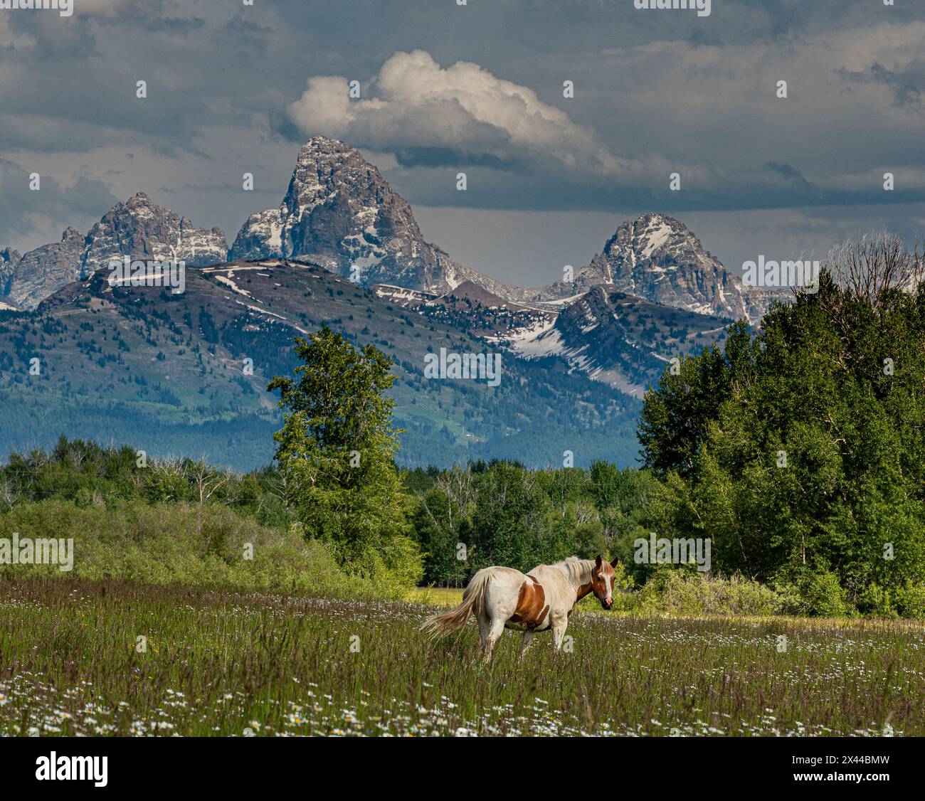 USA, Idaho. Pferd weidet auf der Wiese, Blick auf Grand Teton und Teton Mountains aus dem Westen in der Nähe von Jackson Hole und Tetonia. Stockfoto