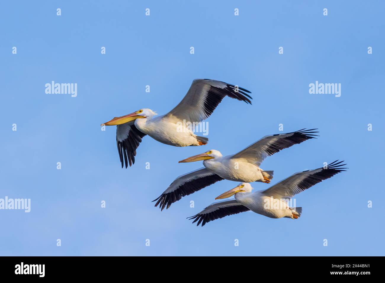 American White Pelicans im Flug, Clinton County, Illinois. Stockfoto