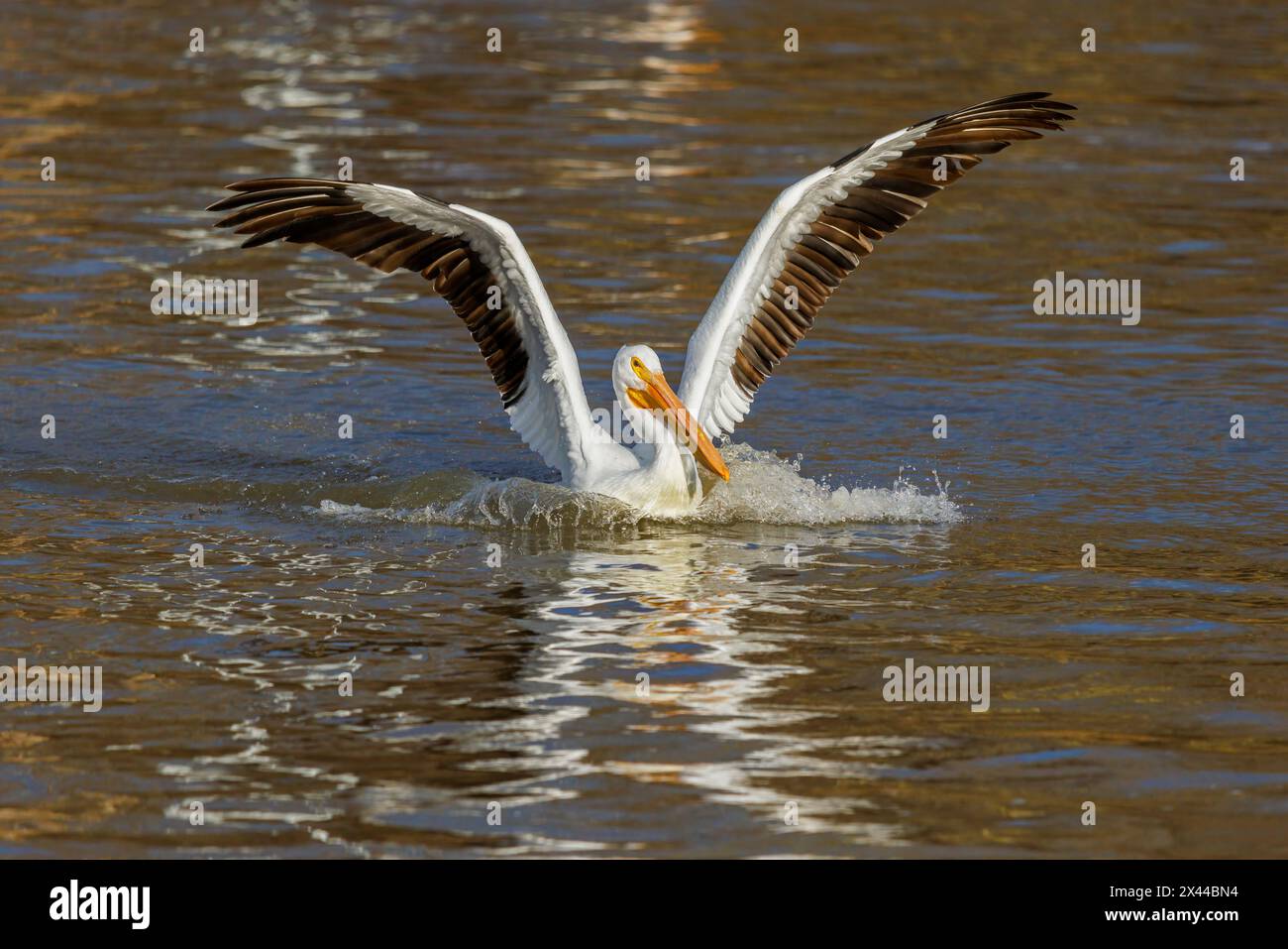 American White Pelican kommt zur Landung in Clinton County, Illinois. Stockfoto