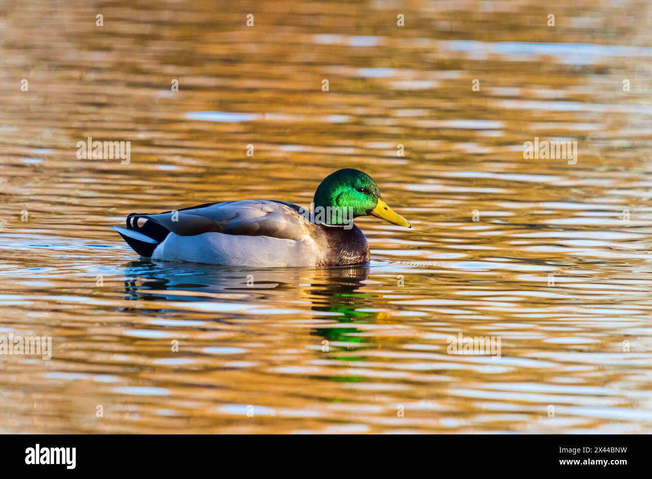 Stockenten männlich im Feuchtgebiet Clinton County, Illinois. Stockfoto