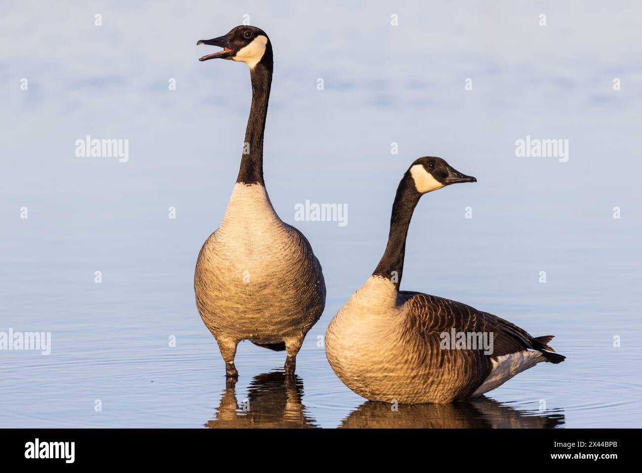Kanadiengänse im Feuchtgebiet Marion County, Illinois. Stockfoto