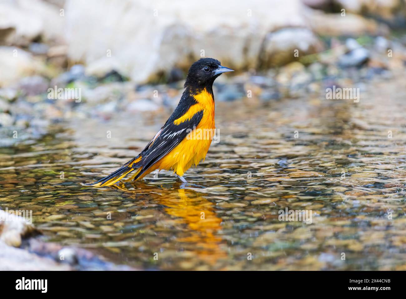 Baltimore Oriole, männliches Baden, Marion County, Illinois. Stockfoto