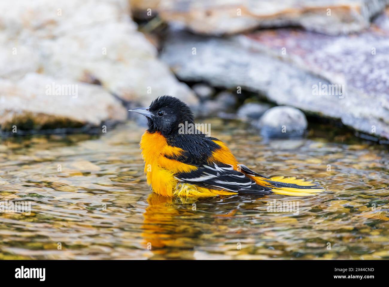 Baltimore Oriole, männliches Baden, Marion County, Illinois. Stockfoto