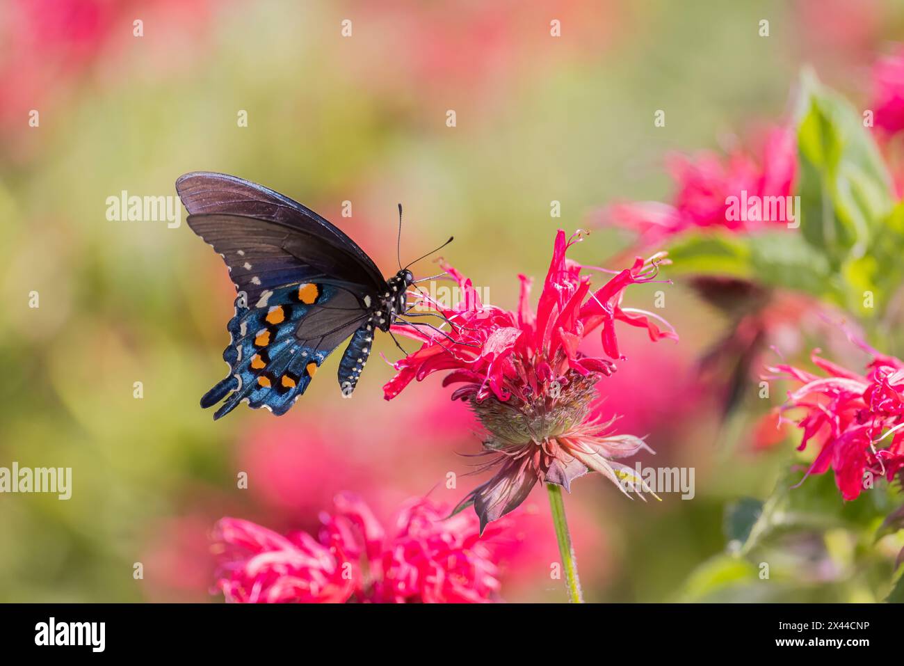 Pipevine Swallowtail auf Scarlet Bee Balm, Marion County, Illinois. Stockfoto