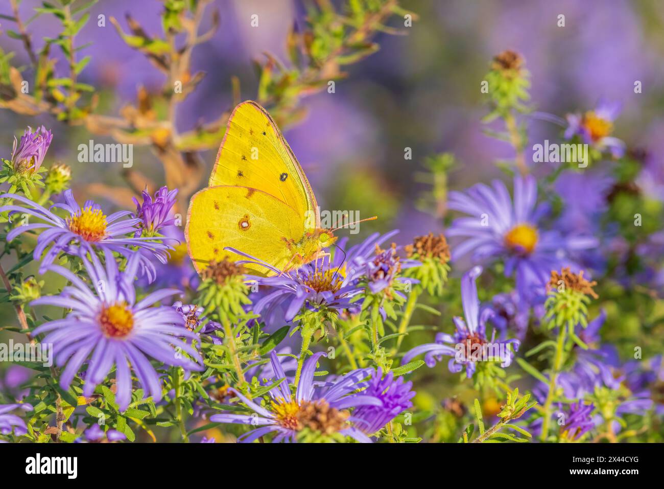 Orangenschwefel auf Frikart's Aster, Marion County, Illinois. (Nur Für Redaktionelle Zwecke) Stockfoto