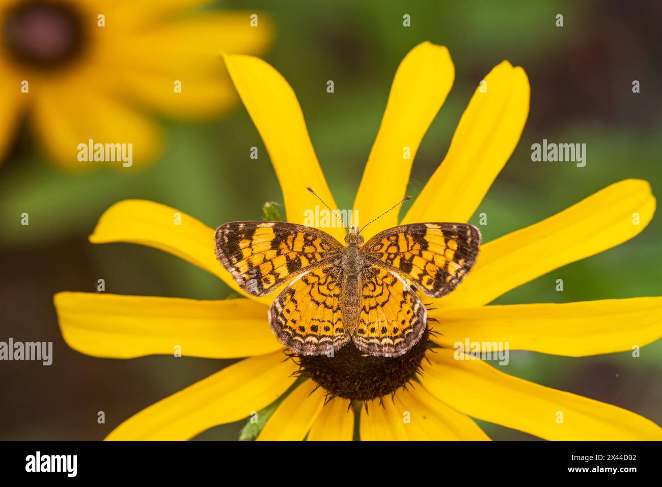 Pearl Crescent auf der Black-Eyed Susan, Marion County, Illinois. Stockfoto