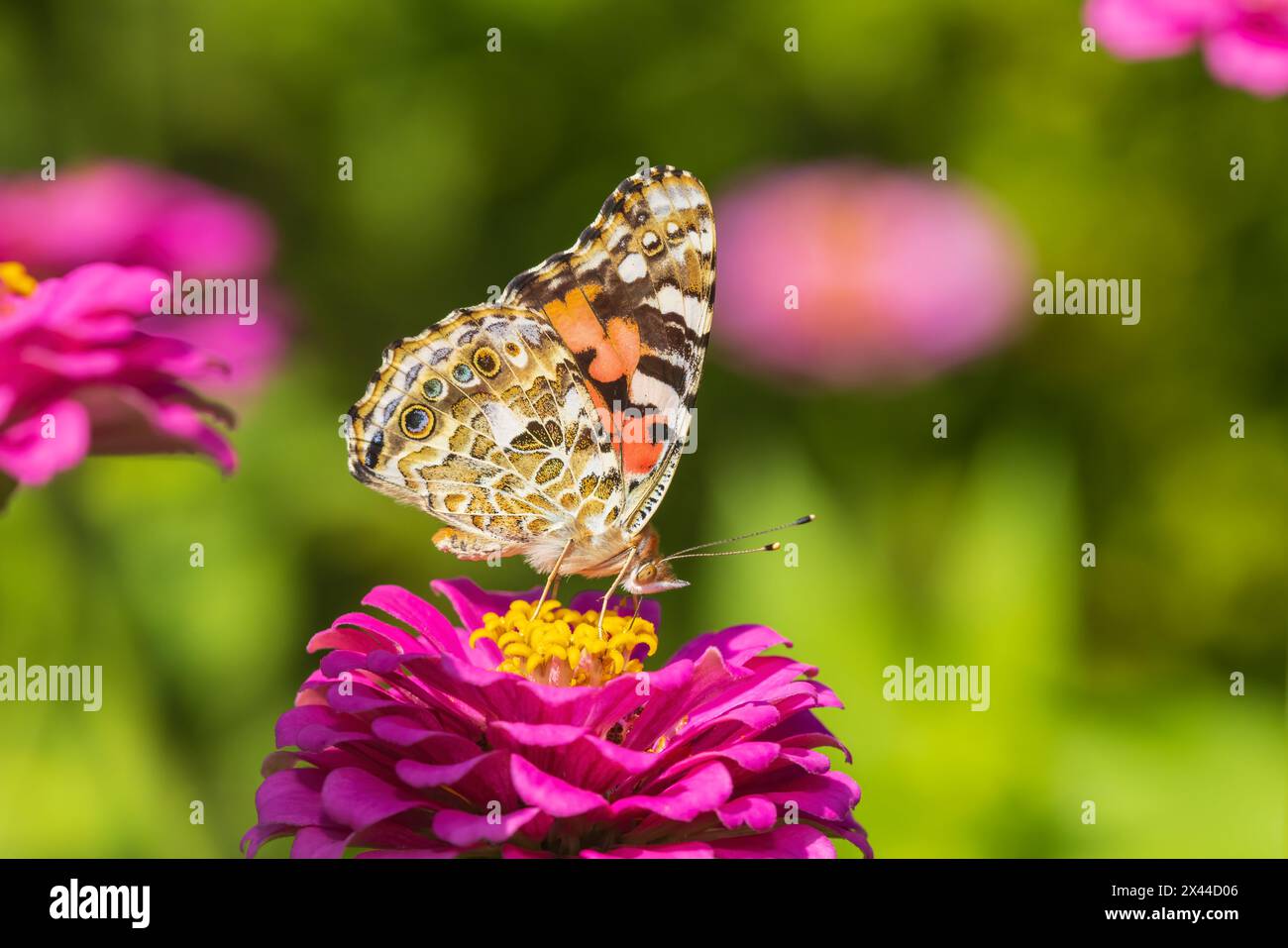 Painted Lady on Zinnia, Marion County, Illinois. Stockfoto