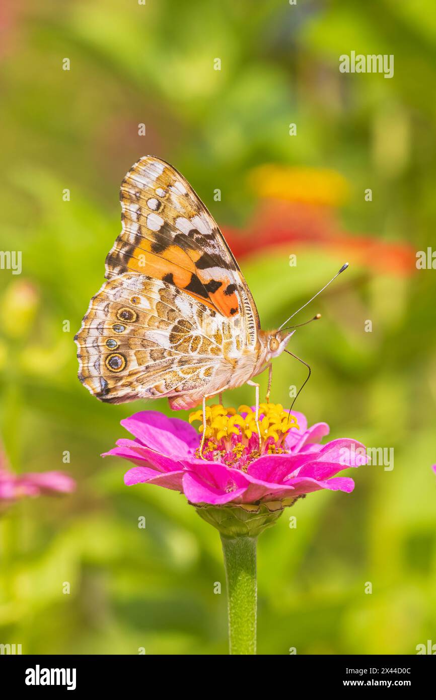 Painted Lady on Zinnia, Marion County, Illinois. Stockfoto