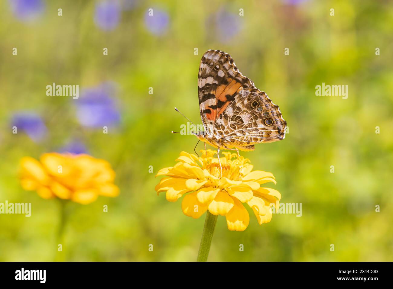 Painted Lady on Zinnia, Marion County, Illinois. Stockfoto