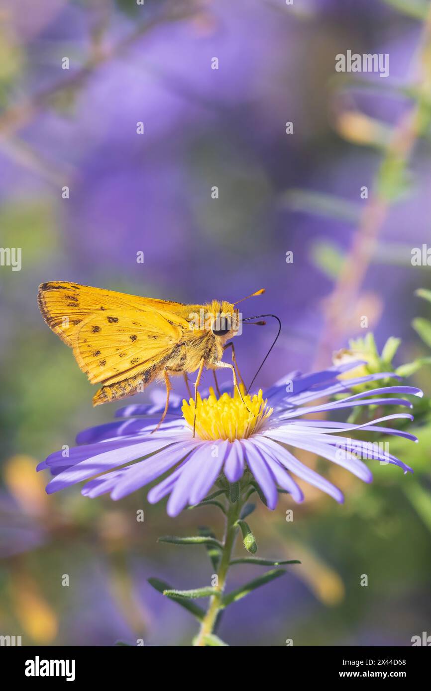 Feuriger Skipper auf Frikart's Aster, Marion County, Illinois. Stockfoto