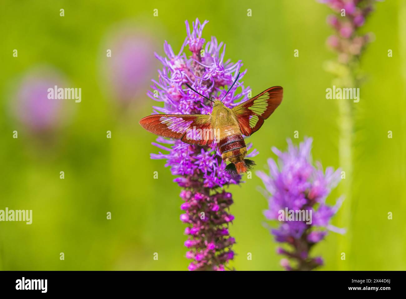 Hummingbird Clearwing Moth im Prairie Blazing Star, Effingham County, Illinois Stockfoto