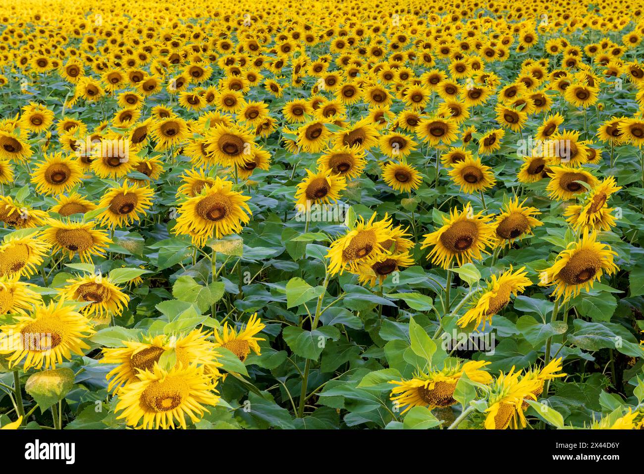 Sonnenblumenfeld in Blüte Jasper County, Illinois. Stockfoto
