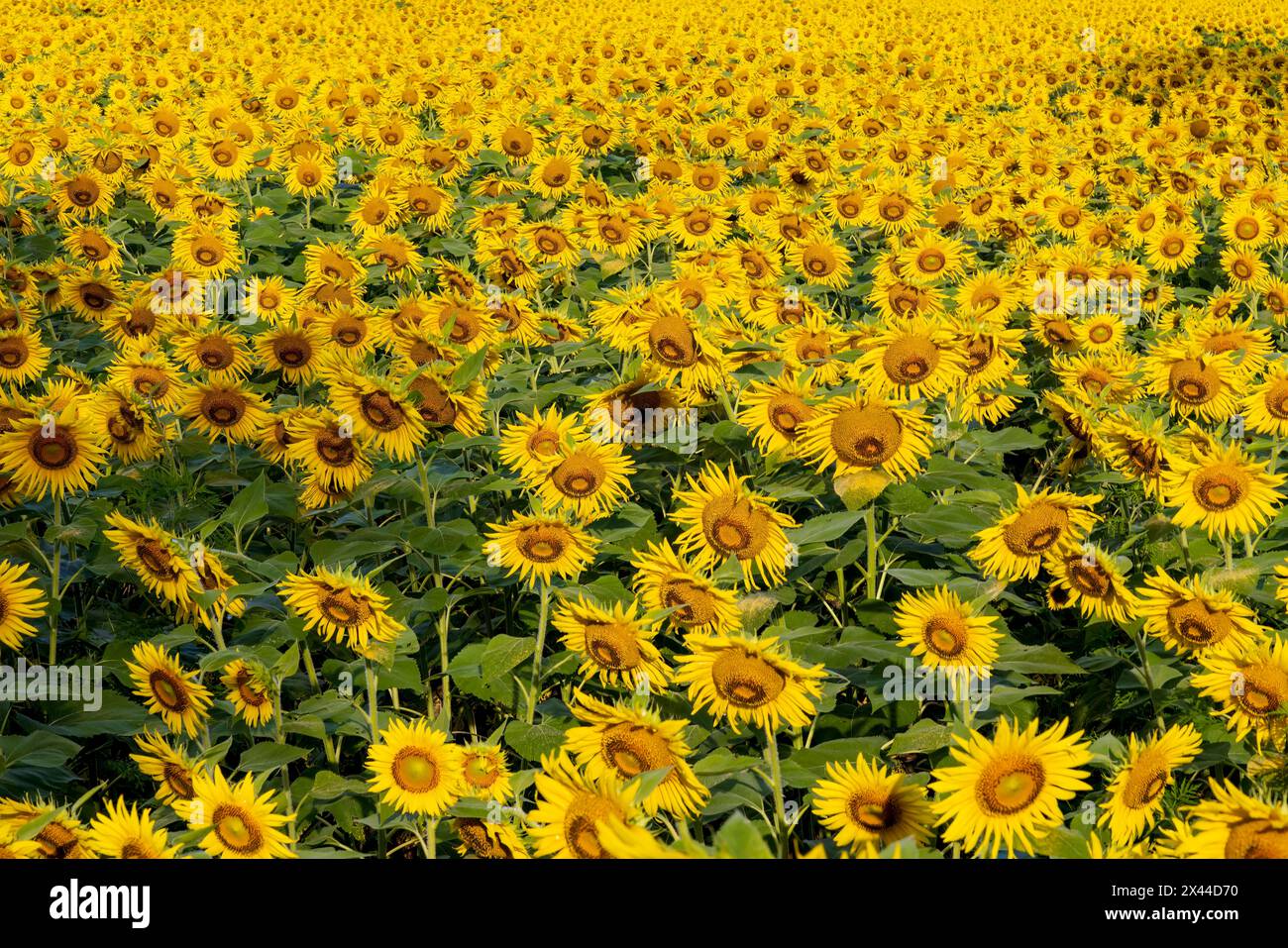 Sonnenblumenfeld in Blüte Jasper County, Illinois. Stockfoto