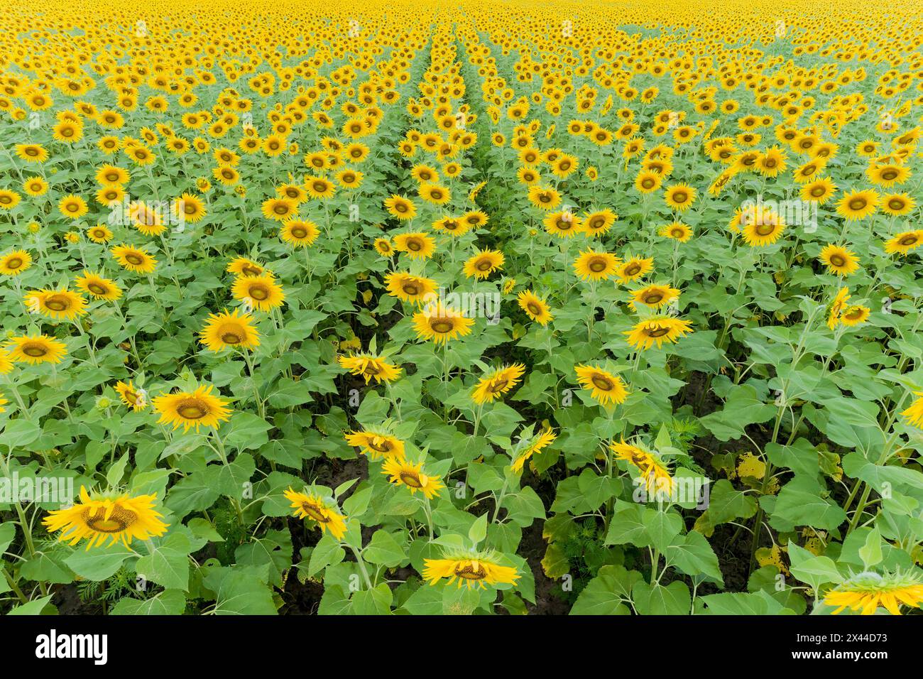Luftaufnahme eines Sonnenblumenfeldes in Blüte Jasper County, Illinois. Stockfoto
